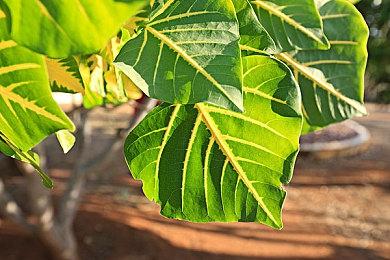 关爱残障人士 微软公布一系列Xbox辅助功能更新